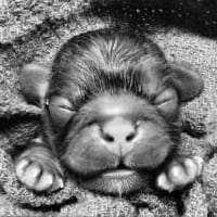 Newborn