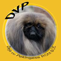 Deja vu Pekingese