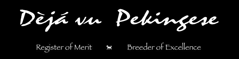 Deja vu Pekingese