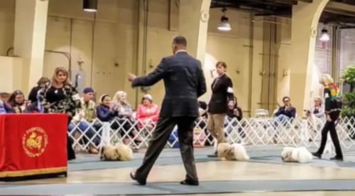Katy Wins Best of Breed