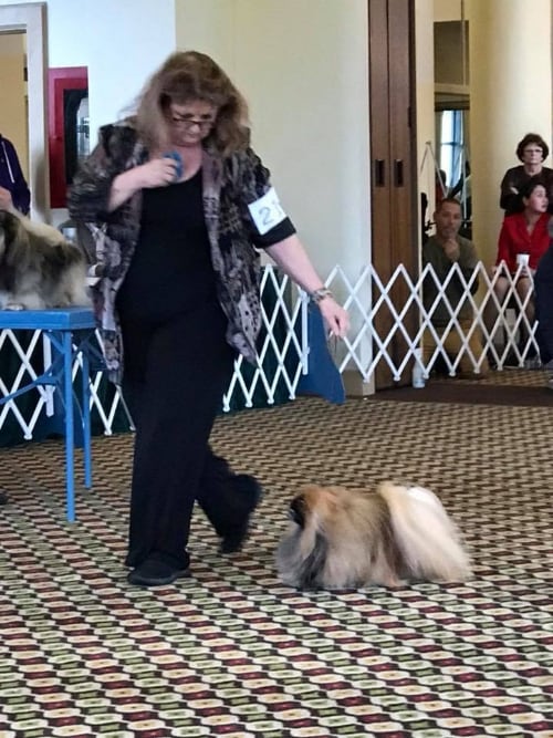 Stan at Westminster