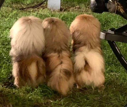 Tails from the dog show